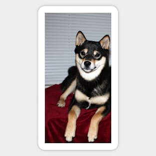 shiba inu black and tan laying Sticker